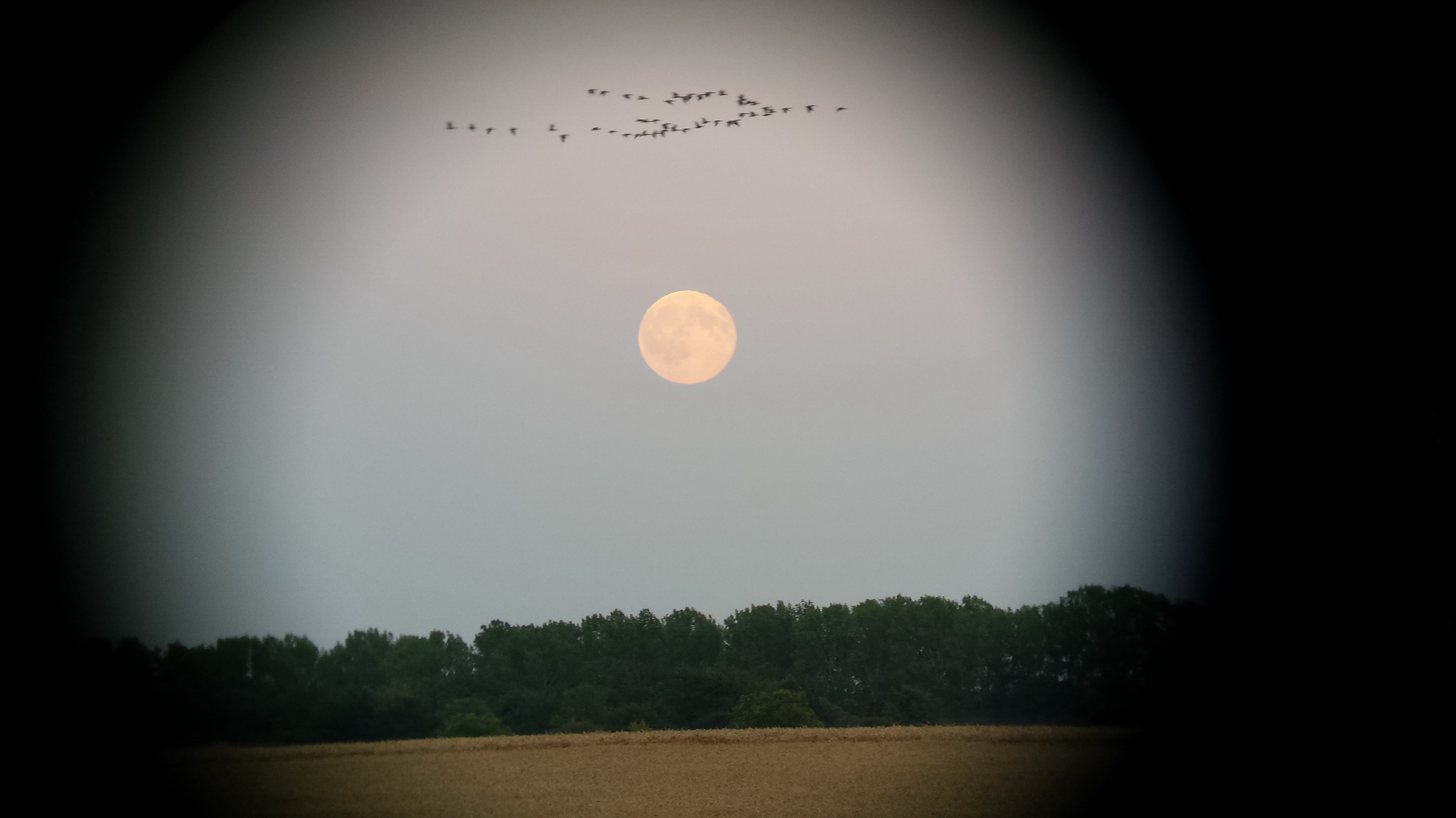 Blue-Moon-und-Gänse-20150731